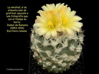 Copiapoa tenuissima La amistad, si se alimenta solo de gratitud, equivale a una fotografía que con el tiempo se borra. Isabel de Rumania (1843-1916) Escritora rumana  
