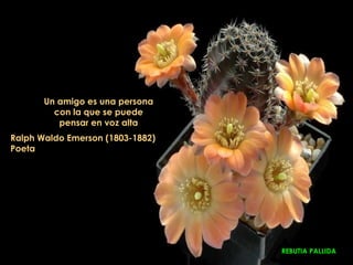Un amigo es una persona
         con la que se puede
          pensar en voz alta
Ralph Waldo Emerson (1803-1882)
Poeta




                                  REBUTIA PALLIDA
 