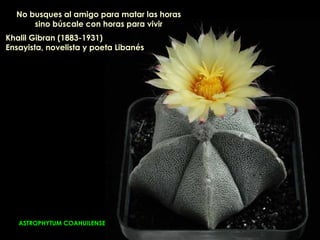 No busques al amigo para matar las horas
      sino búscale con horas para vivir
Khalil Gibran (1883-1931)
Ensayista, novelista y poeta Libanés




   ASTROPHYTUM COAHUILENSE
 