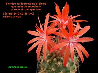 El amigo ha de ser como el dinero
      que antes de necesitarlo
     se sabe el valor que tiene
Sócrates (470 AC-399 AC)
Filósofo Griego




   MATUCANA KRAHNII
 