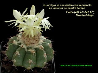 Los amigos se convierten con frecuencia
     en ladrones de nuestro tiempo
                  Platón (427 AC-347 AC)
                          Filósofo Griego




              DISCOCACTUS PUGIONACANTHUS
 