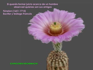 Si queréis formar juicio acerca de un hombre
         observad quienes son sus amigos
Fénelon (1651-1715)
Escritor y teólogo Francés




      ECHINOCEREUS REICHENBACHII
 