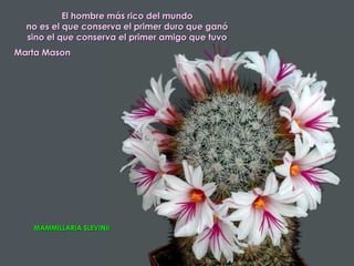 El hombre más rico del mundo
  no es el que conserva el primer duro que ganó
  sino el que conserva el primer amigo que tuvo
Marta Mason




   MAMMILLARIA SLEVINII
 