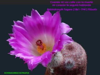 Cuando mi voz calle con la muerte
                            mi corazón te seguirá hablando
                         Rabindranath Tagore (1861-1941) Filósofo




ECHINOCEREUS ECTINATUS
 