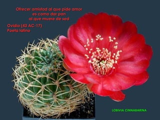 Ofrecer amistad al que pide amor
            es como dar pan
          al que muere de sed
Ovidio (43 AC-17)
Poeta latino




                                       LOBIVIA CINNABARINA
 