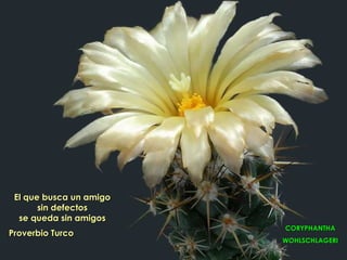 El que busca un amigo
       sin defectos
  se queda sin amigos
                         CORYPHANTHA
Proverbio Turco
                         WOHLSCHLAGERI
 