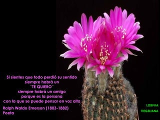 Si sientes que todo perdió su sentido
            siempre habrá un
               ¨TE QUIERO¨
        siempre habrá un amigo
          porque es la persona
con la que se puede pensar en voz alta
                                           LOBIVIA
Ralph Waldo Emerson (1803-1882)
                                         TIEGELIANA
Poeta
 