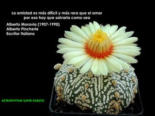 La amistad es más difícil y más rara que el amor
           por eso hay que salvarla como sea
  Alberto Moravia (1907-1990)
  Alberto Pincherle
  Escritor Italiano




ASTROPHYTUM SUPER KABUTO
 