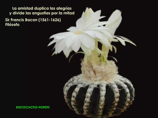 La amistad duplica las alegrías
  y divide las angustias por la mitad
Sir Francis Bacon (1561-1626)
Filósofo




     DISCOCACTUS HORSTII
 