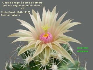 ESCOBARIA
WISSMANNI
O falso amigo é como a sombra
que nos segue enquanto dura o
sol
Carlo Dossi (1849-1910)
Escritor Italiano
 