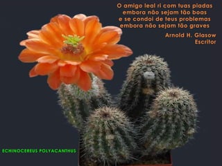 ECHINOCEREUS POLYACANTHUS
O amigo leal ri com tuas piadas
embora não sejam tão boas
e se condoi de teus problemas
embora não sejam tão graves
Arnold H. Glasow
Escritor
 