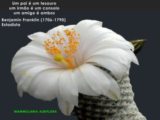 MAMMILLARIA ALBIFLORA
Um pai é um tesouro
um irmão é um consolo
um amigo é ambos
Benjamín Franklin (1706-1790)
Estadista
 