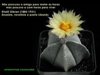 ASTROPHYTUM COAHUILENSE
Não procures o amigo para matar as horas
mas procura-o com horas para viver
Khalil Gibran (1883-1931)
Ensaísta, novelista e poeta Libanês
 