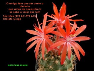 MATUCANA KRAHNII
O amigo tem que ser como o
dinheiro
que antes de necessitá-lo
se sabe o valor que tem
Sócrates (470 AC-399 AC)
Filósofo Grego
 