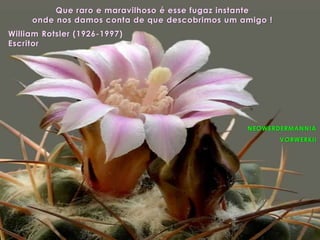 NEOWERDERMANNIA
VORWERKII
Que raro e maravilhoso é esse fugaz instante
onde nos damos conta de que descobrimos um amigo !
William Rotsler (1926-1997)
Escritor
 