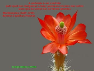 ECHINOCEREUS KLAPPERI
A amizade é um contrato
pelo qual nos obrigamos a fazer pequenos favores aos outros
para que os outros nos os façam grandes
Montesquieu (1689-1755)
Escritor e político Francês
 