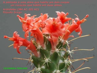 COCHEMIEA POSELGERI
A amizade é uma alma que habita em dois corpos
um coração que habita em duas almas
Aristóteles (384 AC-322 AC)
Filósofo Grego
 