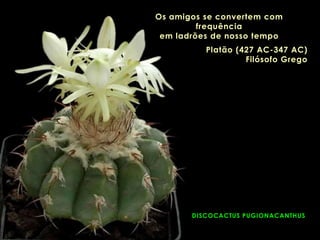 DISCOCACTUS PUGIONACANTHUS
Os amigos se convertem com
frequência
em ladrões de nosso tempo
Platão (427 AC-347 AC)
Filósofo Grego
 