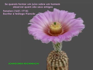 ECHINOCEREUS REICHENBACHII
Se quereis formar um juízo sobre um homem
observai quem são seus amigos
Fenelon (1651-1715)
Escritor e teólogo Francês
 