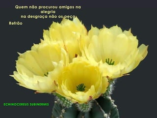ECHINOCEREUS SUBINERMIS
Quem não procurou amigos na
alegria
na desgraça não os peça
Refrão
 
