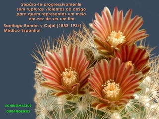 ECHINOMASTUS
DURANGENSIS
Sepára-te progressivamente
sem rupturas violentas do amigo
para quem representas um meio
em vez de ser um fim
Santiago Ramón y Cajal (1852-1934)
Médico Espanhol
 