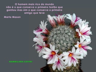 MAMMILLARIA SLEVINII
O homem mais rico do mundo
não é o que conserva o primeiro tostão que
ganhou mas sim o que conserva o primeiro
amigo que teve
Marta Mason
 