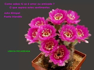 LOBIVIA PECLARDIANA
Como sabes tú se é amor ou amizade ?
O que separa estes sentimentos
John Klimpel
Poeta Irlandês
 