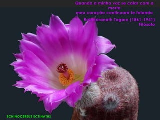 ECHINOCEREUS ECTINATUS
Quando a minha voz se calar com a
morte
meu coração continuará te falando
Rabindranath Tagore (1861-1941)
Filósofo
 
