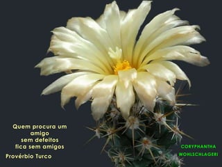 CORYPHANTHA
WOHLSCHLAGERI
Quem procura um
amigo
sem defeitos
fica sem amigos
Provérbio Turco
 