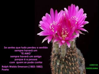 LOBIVIA
TIEGELIANA
Se sentes que tudo perdeu o sentido
sempre haverá um
¨TE AMO¨
sempre haverá um amigo
porque é a pessoa
com quem se pode contar
Ralph Waldo Emerson (1803-1882)
Poeta
 
