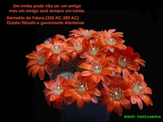 REBUTI POECILANTHA
Um irmão pode não ser um amigo
mas um amigo será sempre um irmão.
Demetrio de Falero (350 AC-280 AC)
Orador filósofo e governante Ateniense
 