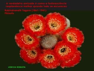 LOBIVIA ROBUSTA
A verdadeira amizade é como a fosforescência
resplandesce melhor quando tudo se escureceu
Rabindranath Tagore (1861-1941)
Filósofo
 