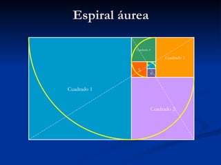 Espiral áurea Cuadrado 2 Cuadrado 1 Cuadrado 3 Cuadrado 4 5 6 