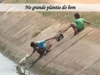 No grande plantio do bem
 