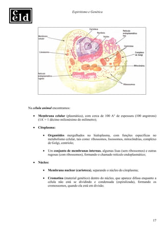 Espiritismo e Genética




Na célula animal encontramos:

   •   Membrana celular (plasmática), com cerca de 100 A° de espessura (100 angstrons)
       (1Aº = 1 décimo milionésimo do milímetro);

   •   Citoplasma:

          •   Organóides mergulhados no hialoplasma, com funções específicas no
              metabolismo celular, tais como: ribossomos, lisossomos, mitocôndrias, complexo
              de Golgi, centríolo;

          •   Um conjunto de membranas internas, algumas lisas (sem ribossomos) e outras
              rugosas (com ribossomos), formando o chamado retículo endoplasmático;

   •   Núcleo:

          •   Membrana nuclear (carioteca), separando o núcleo do citoplasma;

          •   Cromatina (material genético) dentro do núcleo, que aparece difusa enquanto a
              célula não está se dividindo e condensada (espiralizada), formando os
              cromossomos, quando ela está em divisão.




                                                                                         17
 