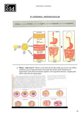 Espiritismo e Genética




                   IV. CITOLOGIA – DIVISÃO CELULAR




a) Mitose - onde ocorre? Mitose é uma forma de divisão celular que ocorre com células
   somáticas e que é responsável pela renovação dos tecidos, pelos fenômenos de
   regeneração e pelo desenvolvimento orgânico. (No organismo humano, o fígado pode
   sofrer o processo de regeneração).




                                                                                        20
 