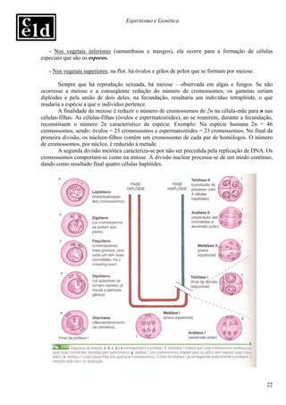 Espiritismo e Genética




   - Nos vegetais inferiores (samambaias e musgos), ela ocorre para a formação de células
especiais que são os esporos.

   - Nos vegetais superiores, na flor, há óvulos e grãos de pólen que se formam por meiose.

        Sempre que há reprodução sexuada, há meiose – observada em algas e fungos. Se não
ocorresse a meiose e a conseqüente redução do número de cromossomos, os gametas seriam
diplóides e pela união de dois deles, na fecundação, resultaria um indivíduo tetraplóide, o que
mudaria a espécie a que o indivíduo pertence.
        A finalidade da meiose é reduzir o número de cromossomos de 2n na célula-mãe para n nas
células-filhas. As células-filhas (óvulos e espermatozóides), ao se reunirem, durante a fecundação,
reconstituem o número 2n característico da espécie. Exemplo: Na espécie humana 2n = 46
cromossomos, sendo: óvulos = 23 cromossomos e espermatozóides = 23 cromossomos. No final da
primeira divisão, os núcleos-filhos contêm um cromossomo de cada par de homólogos. O número
de cromossomos, por núcleo, é reduzido à metade.
        A segunda divisão meiótica caracteriza-se por não ser precedida pela replicação de DNA. Os
cromossomos comportam-se como na mitose. A divisão nuclear processa-se de um modo contínuo,
dando como resultado final quatro células haplóides.




                                                                                                22
 