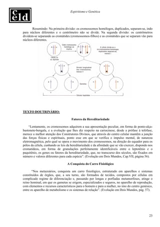 Espiritismo e Genética




       Resumindo: Na primeira divisão: os cromossomos homólogos, duplicados, separam-se, indo
para núcleos diferentes e o centrômetro não se divide. Na segunda divisão: os centrômetros
dividem-se separando as cromátides (cromossomos-filhos) e as cromátides que se separam vão para
núcleos diferentes.




TEXTO DOUTRINÁRIO:

                                     Fatores da Hereditariedade

     “Lentamente, os cromossomos adquirem a sua apresentação peculiar, em forma de ponto-alça-
bastonete-bengala, e a evolução que lhes diz respeito na cariocinese, desde a prófase à telófase,
merece a melhor atenção dos Construtores Divinos, que através do centro celular mantêm a junção
das forças físicas e espirituais, ponto esse em que se verifica o impulso mental, de natureza
eletromagnética, pelo qual se opera o movimento dos cromossomos, na direção do equador para os
pólos da célula, cunhando as leis da hereditariedade e da afinidade que se vão exercer, dispondo nos
cromatídeos, em forma de granulações perfeitamente identificáveis entre o leptotênio e o
paquitênio, os genes ou fatores da hereditariedade, que, no transcurso dos séculos, são fixados em
número e valores diferentes para cada espécie”. (Evolução em Dois Mundos, Cap.VII, página 56).

                                  A Conquista do Carro Fisiológico

       “Nos metazoários, conquista um carro fisiológico, estruturado em aparelhos e sistemas
constituídos de órgãos, que, a seu turno, são formados de tecidos, compostos por células em
complicado regime de diferenciação e, passando por longas e porfiadas metamorfoses, atinge o
reino hominal, em que os gametas se erigem, especializados e seguros, no aparelho de reprodução,
com elementos e recursos característicos para o homem e para a mulher, no imo do centro genésico,
entre os aparelho de metabolismo e os sistemas de relação”. (Evolução em Dois Mundos, pág. 57).




                                                                                                 23
 