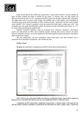 Espiritismo e Genética




        Gens moram dentro das células dos organismos e cada célula contém a mesma coleção de
gens. O DNA contido em todas as células de um corpo é o mesmo, mas, em cada estágio do
desenvolvimento de cada ser vivo, segmentos de DNA (gens) são ativados e desativados. Instruções
são dadas para iniciar ou parar certas tarefas. Do embrião até o corpo adulto, uma infinidade de
variações surge nessa escrita guardada no DNA. Ordens do tipo: “Agora pare de fazer crescer dedos
neste embrião”. Ou “comece a preparar a pele das pontas dos dedos para a unhas que virão”. São
comandos que vão sendo decodificados a partir das palavras do gen soletradas pelas letras: A, T, C,
G, numa ordem perfeitamente seqüenciada.
        Segundo Clemente Nóbrega, autor do excelente livro “Glorioso Acidente”, deveríamos
erguer um monumento ao DNA, uma molécula grande, formada pelo encaixe preciso de outros
tipos de moléculas menores, em certas seqüências, formando aquela estrutura que parece uma hélice
dupla retorcida no espaço.
        Não nos esqueçamos, nós que acreditamos numa força maior, que tudo acontece com a
permissão dos Engenheiros Espirituais, sob a batuta de Jesus.

       O Que é Gen?

       Os gens são moléculas ou fragmentos de DNA (ácido desoxirribonuclêico).




        NOTA: Observe que cada molécula-filha é formada por um filamento antigo, vindo do DNA original um
filamento novo, recém fabricado. Dizemos, por isso, que a duplicação do DNA é semiconservativa.

       A duplicação do DNA desencadeia a duplicação cromossômica e a divisão celular. Cada cópia fica em
uma das células formadas, garantindo a transferência das informações de célula a célula. Como é a partir das



                                                                                                         27
 