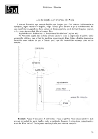 Espiritismo e Genética




                            Ação do Espírito sobre o Corpo e Vice-Versa

    A vontade de realizar algo parte do Espírito, que deseja e quer. Essa vontade é determinada ao
Perispírito, órgão sensitivo do Espírito, corpo fluídico que o envolve e que é o intermediário das
suas manifestações, agindo no duplo sentido: de dentro para fora, isto é, do Espírito para o exterior,
e vice-versa. A execução é feita pelo corpo físico.
      Segundo Bezerra de Menezes (“A Loucura sob Novo Prisma”, página 108):
      “O Perispírito recebe, pelo sistema nervoso sensitivo, todas as impressões do corpo e como
um espelho reflete-as para o Espírito, que toma conhecimento delas. Então, o Espírito imprime no
Perispírito suas volições (o que o Espírito quer), que são transmitidas ao corpo pelos nervos
motores”.




     Exemplo: Picada de mosquito: A impressão é levada ao cérebro pelos nervos sensitivos e ali
gravada no perispírito, que é ligado a todas as moléculas do corpo. A Alma toma conhecimento e
sente dor. Uma “ordem” é dada para o local da picada, para afastar o mosquito.



                                                                                                   36
 