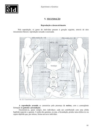 Espiritismo e Genética




                                       X. FECUNDAÇÃO


                                   Reprodução e desenvolvimento

     Pela reprodução, os genes do indivíduo passam à geração seguinte, através de dois
mecanismos básicos: reprodução sexuada e assexuada.




       A reprodução sexuada se caracteriza pela presença da meiose, com a conseqüente
formação de gametas e fecundação.
       Encontram-se, quase sempre, dois indivíduos: cada um contribuindo com uma célula
haplóide especial, o gameta. A união dos gametas, ou seja, a fecundação, produz uma célula-ovo ou
zigoto diplóide que, por mitose, forma um novo indivíduo.




                                                                                              61
 