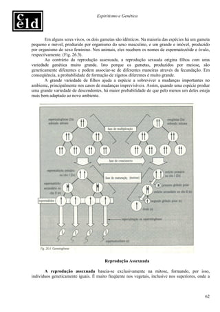 Espiritismo e Genética




       Em alguns seres vivos, os dois gametas são idênticos. Na maioria das espécies há um gameta
pequeno e móvel, produzido por organismo do sexo masculino, e um grande e imóvel, produzido
por organismo do sexo feminino. Nos animais, eles recebem os nomes de espermatozóide e óvulo,
respectivamente. (Fig. 26.3).
       Ao contrário da reprodução assexuada, a reprodução sexuada origina filhos com uma
variedade genética muito grande. Isto porque os gametas, produzidos por meiose, são
geneticamente diferentes e podem associar-se de diferentes maneiras através da fecundação. Em
conseqüência, a probabilidade de formação de zigotos diferentes é muito grande.
       A grande variedade de filhos ajuda a espécie a sobreviver a mudanças importantes no
ambiente, principalmente nos casos de mudanças imprevisíveis. Assim, quando uma espécie produz
uma grande variedade de descendentes, há maior probabilidade de que pelo menos um deles esteja
mais bem adaptado ao novo ambiente.




                                       Reprodução Assexuada

       A reprodução assexuada baseia-se exclusivamente na mitose, formando, por isso,
indivíduos geneticamente iguais. É muito freqüente nos vegetais, inclusive nos superiores, onde a



                                                                                              62
 