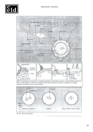 Espiritismo e Genética




                         64
 