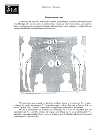 Espiritismo e Genética




                                     Cromossomos sexuais

       Na maioria das espécies, inclusive na humana, existe um par de cromossomos responsável
pela diferença entre os dois sexos: os cromossomos sexuais ou heterocromossomos. Em geral, as
fêmeas apresentam dois cromossomos sexuais idênticos um ao outro, enquanto os machos têm um
cromossomo idêntico ao das fêmeas e outro diferente.




       O cromossomo que aparece em duplicata na fêmea chama-se cromossomo X, e o que é
exclusivo do macho, cromossomo Y. Conseqüentemente, pode-se dizer que a fêmea á XX e o
macho XY (Fig. 26.6). Os outros cromossomos do organismo denominam-se autossomos.
       O sexo é determinado no momento da fecundação: se o óvulo for fecundado por um
espermatozóide X, o embrião formado irá originar uma fêmea; se for um espermatozóide Y a
fecundá-lo, nascerá um macho. Como vemos, neste caso o sexo do filho depende exclusivamente do
espermatozóide, e não do óvulo.




                                                                                           65
 