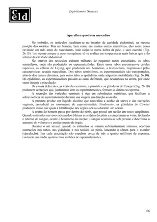 Espiritismo e Genética




                                   Aparelho reprodutor masculino

        No embrião, os testículos localizam-se no interior da cavidade abdominal, na mesma
posição dos ovários. Mas no homem, bem como em muitos outros mamíferos, eles saem dessa
cavidade um mês antes do nascimento, indo alojar-se numa dobra da pele, o saco escrotal (Fig.
26.10). Isto ocorre porque a espermatogênese só se realiza em temperaturas mais baixas que a do
interior da cavidade abdominal.
        No interior dos testículos existem milhares de pequenos tubos enovelados, os tubos
seminíferos, onde são produzidos os espermatozóides. Entre esses tubos encontram-se células
especiais, as células de Leydig, que produzem um hormônio, a testosterona, responsável pelas
características sexuais masculinas. Dos tubos seminíferos, os espermatozóides são transportados,
através dos canais eferentes, para outro tubo, o epidídimo, onde adquirem mobilidade (Fig. 26.10).
Do epidídimo, os espermatozóides passam ao canal deferente, que desemboca na uretra, por onde
saem durante a ejaculação.
        Os canais deferentes, as vesículas seminais, a próstata e as glândulas de Cowper (Fig. 26.10)
produzem secreções que, juntamente com os espermatozóides, formam o sêmen ou esperma.
        A secreção das vesículas seminais é rica em substâncias nutritivas, que facilitam a
sobrevivência do espermatozóide durante sua viagem em direção ao óvulo.
        A próstata produz um líquido alcalino que neutraliza a acidez da uretra e das secreções
vaginais, prejudicial ao movimento do espermatozóide. Finalmente, as glândulas de Cowper
produzem muco que ajuda a lubrificação dos órgãos sexuais durante ato sexual.
        A uretra do homem passa por dentro do pênis, que possui um tecido em vasos sangüíneos.
Quando estímulos nervosos adequados dilatam as artérias do pênis e comprimem as veias, fechando
o retorno do sangue, ocorre o fenômeno da ereção: o sangue acumula-se sob pressão e determina o
aumento do volume e o enrijecimento do órgão.
        Durante o ato sexual, quando os estímulos se tornam suficientemente intensos, ocorrem
contrações nos tubos, nas glândulas e nos tecidos do pênis, lançando o sêmen para o exterior
(ejaculação). Em cada ejaculação são expulsos cerca de três a quatro mililitros de esperma,
contendo em média quatrocentos milhões de espermatozóides.




                                                                                                  66
 
