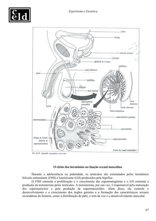 Espiritismo e Genética




                        O efeito dos hormônios na função sexual masculina

        Durante a adolescência ou puberdade, os testículos são estimulados pelos hormônios
folículo estimulante (FSH) e luteinizante (LH) produzidos pela hipófise.
        O FSH estimula a proliferação e o crescimento das espermatogônias e o LH estimula a
produção da testosterona pelos testículos. A testosterona, por sua vez, é responsável pela maturação
dos espermatócitos e pela produção de espermatozóides. Além disso, ela controla o
desenvolvimento e o crescimento dos órgãos genitais e a formação das características sexuais
secundárias do homem, como a distribuição do pêlo, o tom da voz e o desenvolvimento muscular.



                                                                                                 67
 