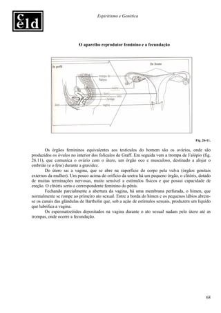 Espiritismo e Genética




                         O aparelho reprodutor feminino e a fecundação




                                                                                        Fig. 26-11.

       Os órgãos femininos equivalentes aos testículos do homem são os ovários, onde são
produzidos os óvulos no interior dos folículos de Graff. Em seguida vem a trompa de Falópio (fig.
26.11), que comunica o ovário com o útero, um órgão oco e musculoso, destinado a alojar o
embrião (e o feto) durante a gravidez.
       Do útero sai a vagina, que se abre na superfície do corpo pela vulva (órgãos genitais
externos da mulher). Um pouco acima do orifício da uretra há um pequeno órgão, o clitóris, dotado
de muitas terminações nervosas, muito sensível a estímulos físicos e que possui capacidade de
ereção. O clitóris seria o correspondente feminino do pênis.
       Fechando parcialmente a abertura da vagina, há uma membrana perfurada, o hímen, que
normalmente se rompe ao primeiro ato sexual. Entre a borda do hímen e os pequenos lábios abrem-
se os canais das glândulas de Bartholin que, sob a ação de estímulos sexuais, produzem um líquido
que lubrifica a vagina.
       Os espermatozóides depositados na vagina durante o ato sexual nadam pelo útero até as
trompas, onde ocorre a fecundação.




                                                                                               68
 
