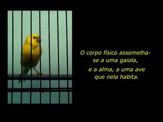 O corpo físico assemelha-
se a uma gaiola,
e a alma, a uma ave
que nela habita.
 