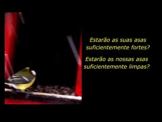 Estarão as suas asas
suficientemente fortes?
Estarão as nossas asas
suficientemente limpas?
 