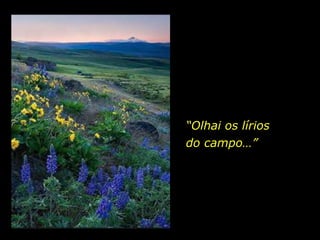 “Olhai os lírios
do campo…”
 